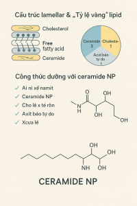 Ceramide NP La Hoat Chat Gi Cong Dung Trong Duoc My Pham