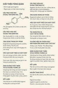 Eugenol La Hoat Chat Gi Cong Dung Trong Duoc My Pham
