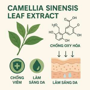 Camellia Sinensis Leaf Extract La Hoat Chat Gi Cong Dung Trong Duoc My Pham