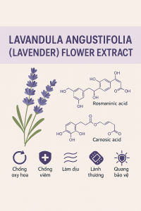Lavandula Angustifolia Lavender Flower Extract La Hoat Chat Gi Cong Dung Trong Duoc My Pham