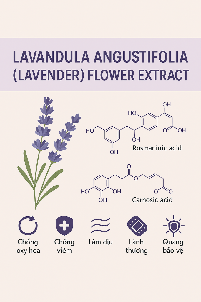 Lavandula Angustifolia Lavender Flower Extract La Hoat Chat Gi Cong Dung Trong Duoc My Pham