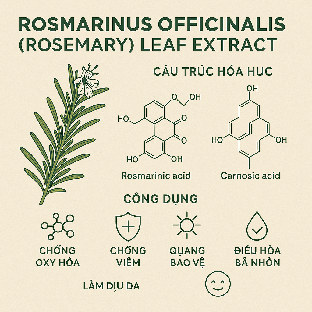 Rosmarinus Officinalis Rosemary Leaf Extract La Hoat Chat Gi Cong Dung Trong Duoc My Pham