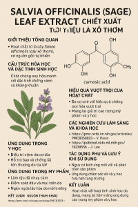Salvia Officinalis Sage Leaf Extract La Hoat Chat Gi Cong Dung Trong Duoc My Pham