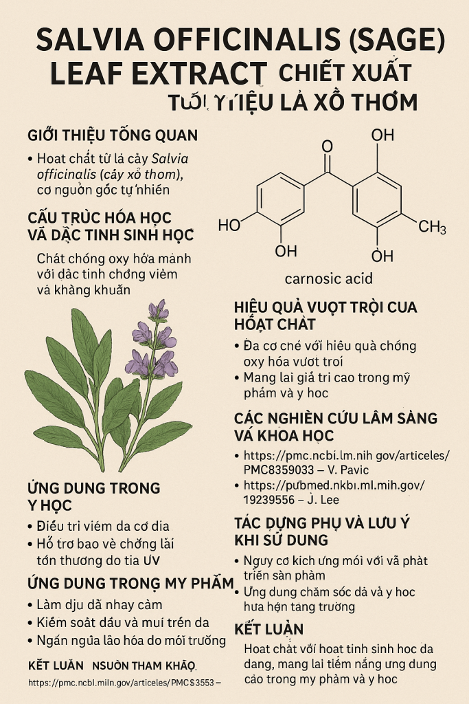 Salvia Officinalis Sage Leaf Extract La Hoat Chat Gi Cong Dung Trong Duoc My Pham