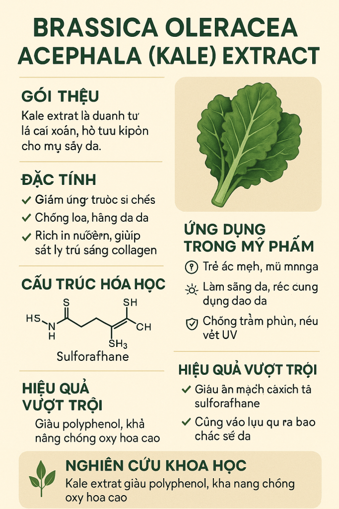 Brassica Oleracea Acephala Kale Extract La Hoat Chat Gi Cong Dung Trong Duoc My Pham