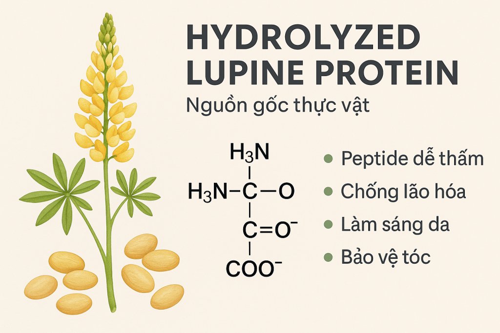 Hydrolyzed Lupine Protein La Hoat Chat Gi Cong Dung Trong Duoc My Pham