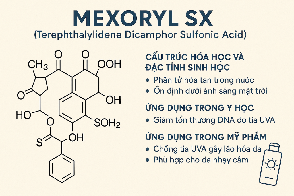 Mexoryl SX Terephthalylidene Dicamphor Sulfonic Acid La Hoat Chat Gi Cong Dung Trong Duoc My Pham