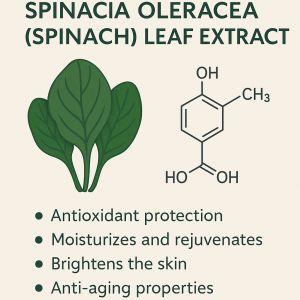 Spinacia Oleracea Spinach Leaf Extract La Hoat Chat Gi Cong Dung Trong Duoc My Pham