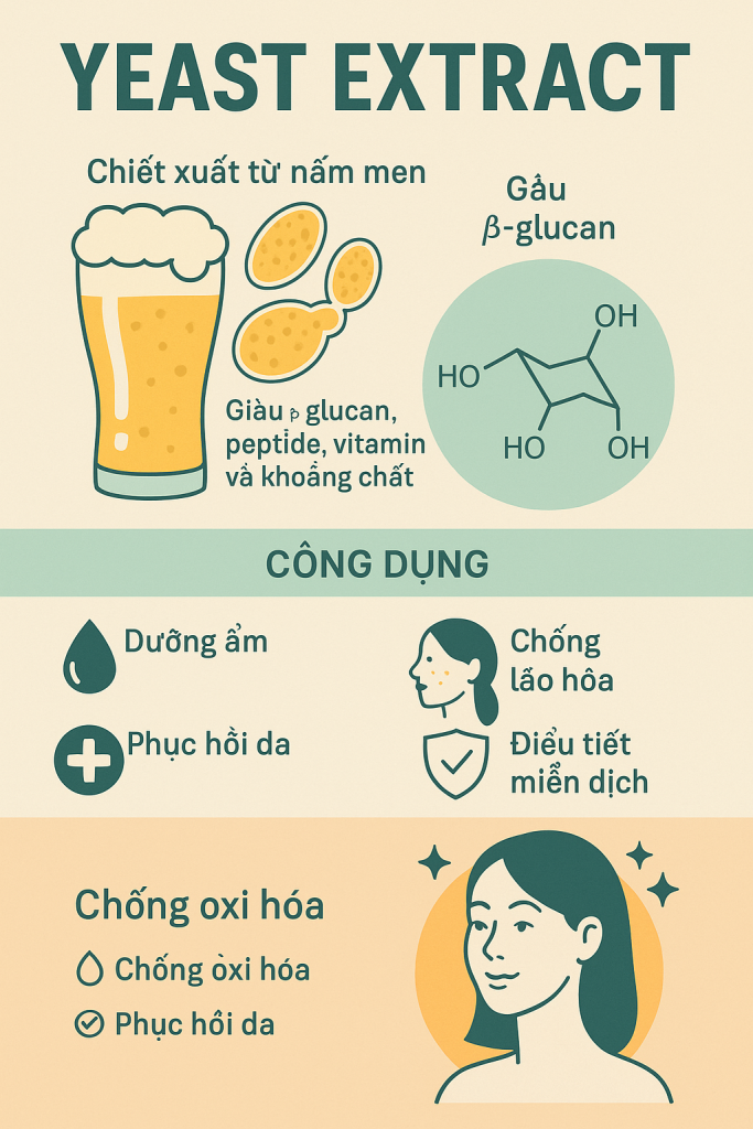 Yeast Extract La Hoat Chat Gi Cong Dung Trong Duoc My Pham