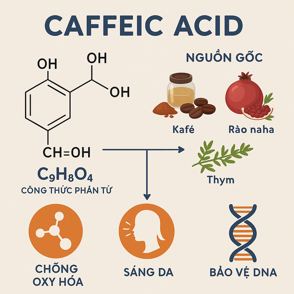 Caffeic Acid La Hoat Chat Gi Cong Dung Trong Duoc My Pham