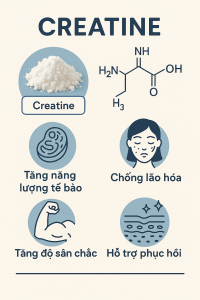 Creatine La Hoat Chat Gi Cong Dung Trong Duoc My Pham