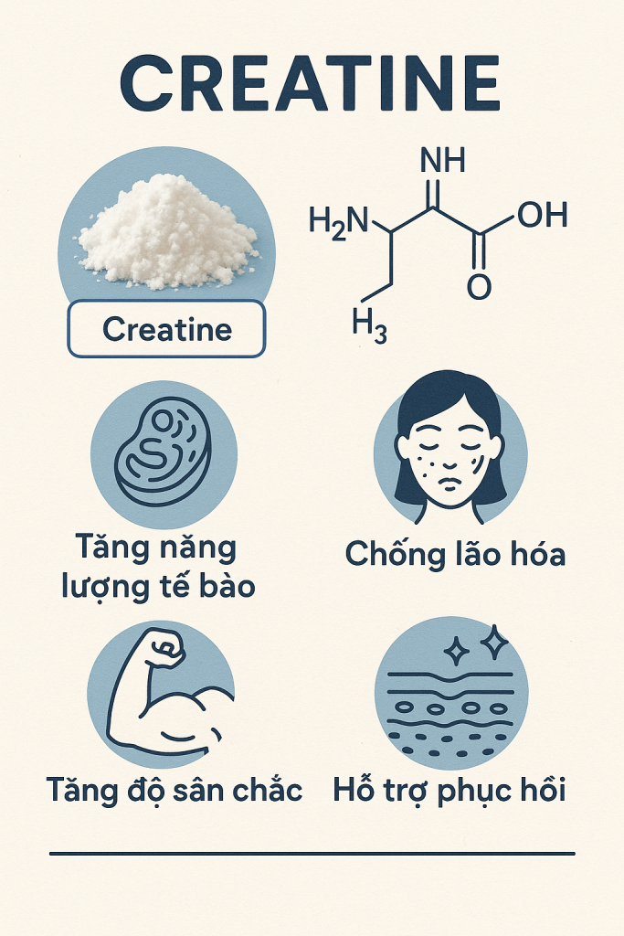 Creatine La Hoat Chat Gi Cong Dung Trong Duoc My Pham