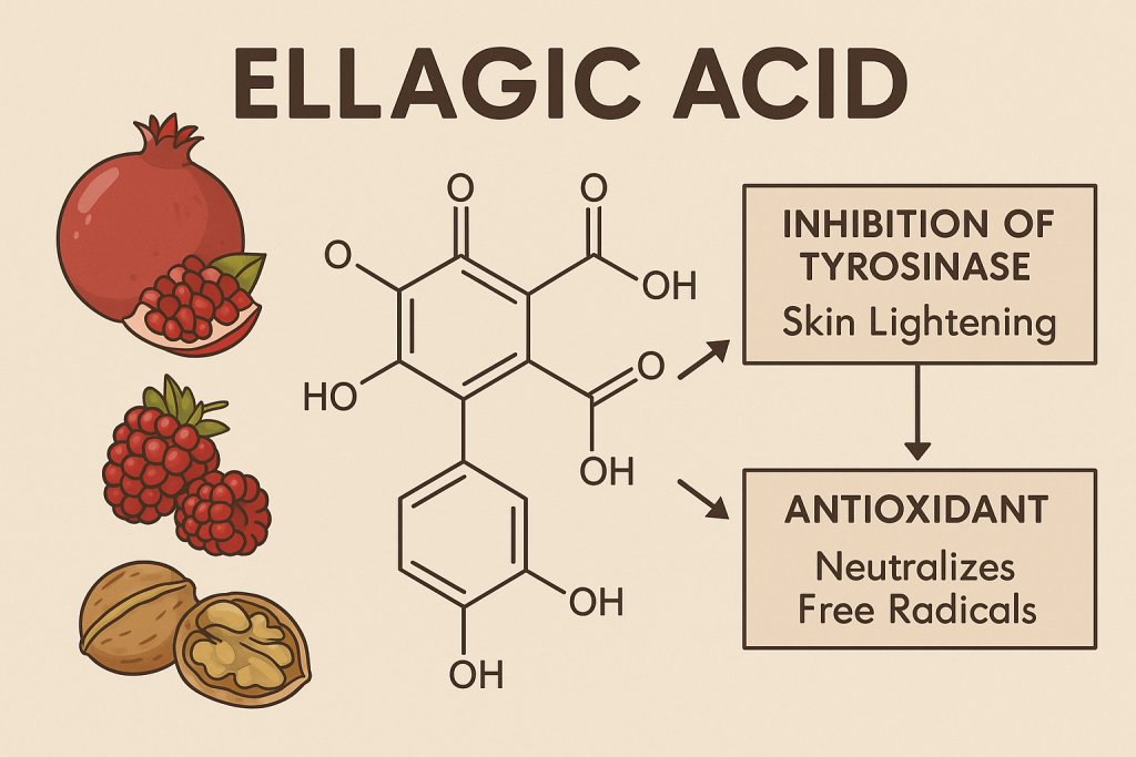 Ellagic Acid La Hoat Chat Gi Cong Dung Trong Duoc My Pham