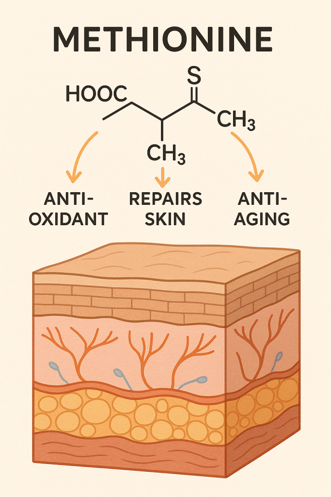 Methionine La Hoat Chat Gi Cong Dung Trong Duoc My Pham