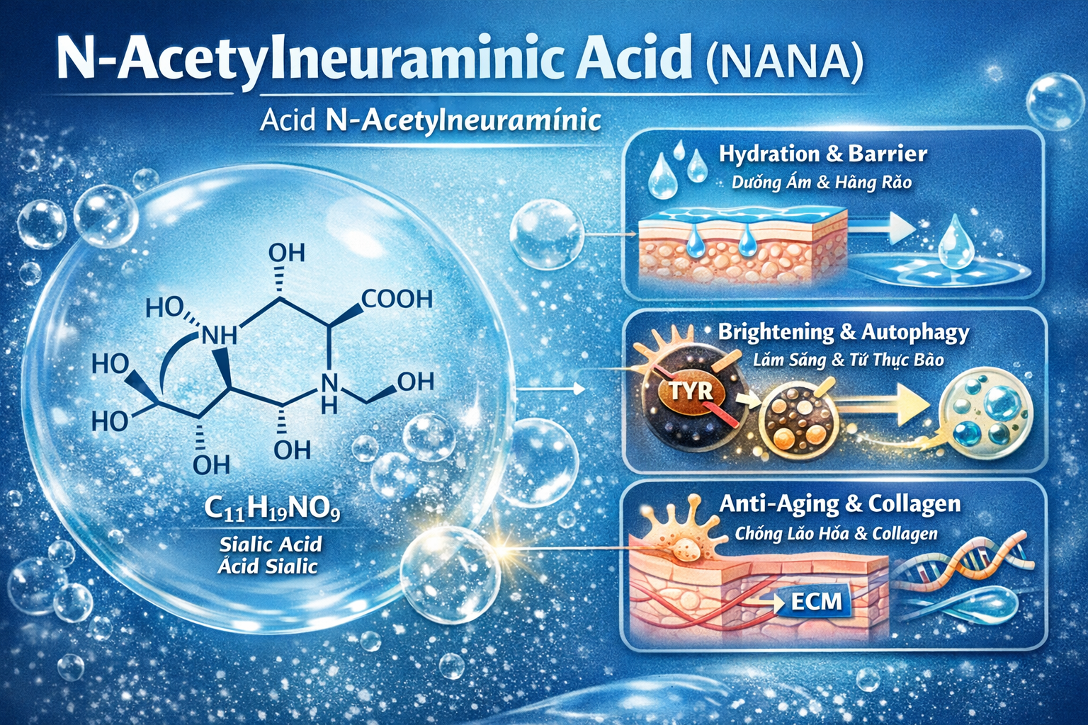 N Acetylneuraminic Acid La Hoat Chat Gi Cong Dung Trong Duoc My Pham