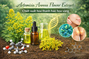 artemisia annua flower extract la hoat chat gi cong dung trong duoc my pham