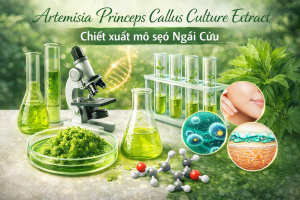 artemisia princeps callus culture extract la hoat chat gi cong dung trong duoc my pham