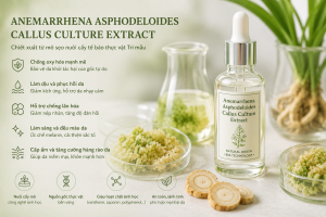 Anemarrhena Asphodeloides Callus Culture Extract La Hoat Chat Gi Cong Dung Trong Duoc My Pham