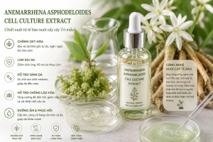 Anemarrhena Asphodeloides Cell Culture Extract La Hoat Chat Gi Cong Dung Trong Duoc My Pham
