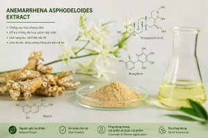 Anemarrhena Asphodeloides Fruit Extract La Hoat Chat Gi Cong Dung Trong Duoc My Pham
