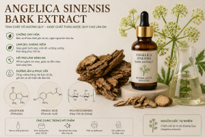 Angelica Sinensis Bark Extract La Hoat Chat Gi Cong Dung Trong Duoc My Pham