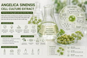 Angelica Sinensis Cell Culture Extract La Hoat Chat Gi Cong Dung Trong Duoc My Pham
