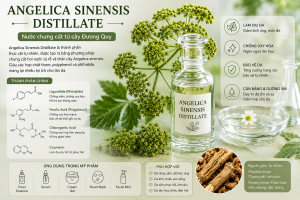 Angelica Sinensis Distillate La Hoat Chat Gi Cong Dung Trong Duoc My Pham