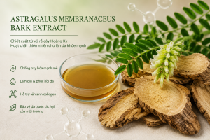 Astragalus Membranaceus Bark Extract La Hoat Chat Gi Cong Dung Trong Duoc My Pham