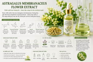 Astragalus Membranaceus Flower Extract La Hoat Chat Gi Cong Dung Trong Duoc My Pham