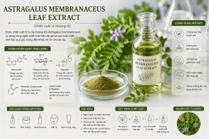 Astragalus Membranaceus Leaf Extract La Hoat Chat Gi Cong Dung Trong Duoc My Pham