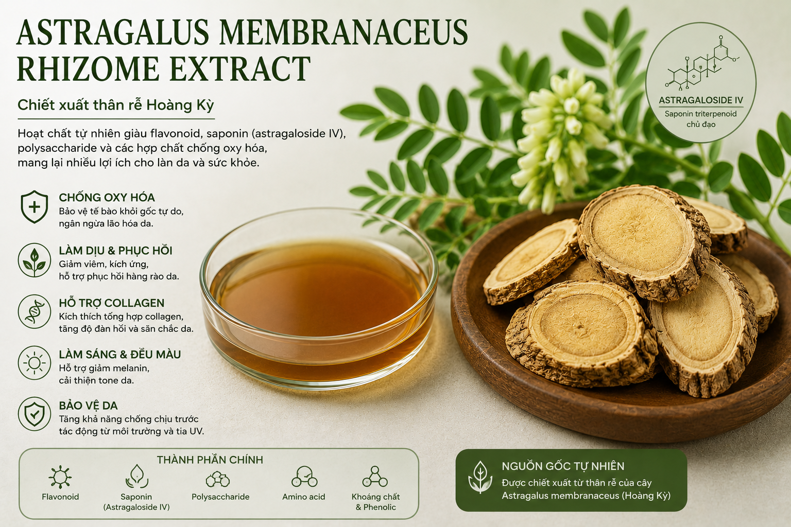 Astragalus Membranaceus Rhizome Extract La Hoat Chat Gi Cong Dung Trong Duoc My Pham
