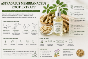 Astragalus Membranaceus Root Extract La Hoat Chat Gi Cong Dung Trong Duoc My Pham