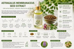 Astragalus Membranaceus Seed Extract La Hoat Chat Gi Cong Dung Trong Duoc My Pham