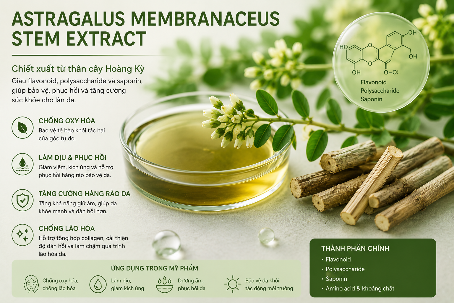 Astragalus Membranaceus Stem Extract La Hoat Chat Gi Cong Dung Trong Duoc My Pham