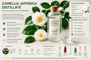 Camellia Japonica Distillate La Hoat Chat Gi Cong Dung Trong Duoc My Pham