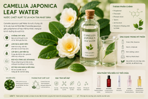 Camellia Japonica Leaf Water La Hoat Chat Gi Cong Dung Trong Duoc My Pham