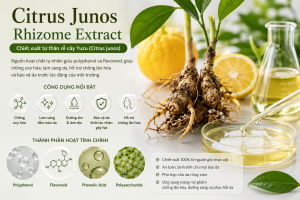 Citrus Junos Rhizome Extract La Hoat Chat Gi Cong Dung Trong Duoc My Pham