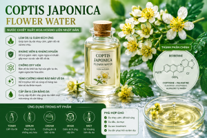 Coptis Japonica Flower Water La Hoat Chat Gi Cong Dung Trong Duoc My Pham