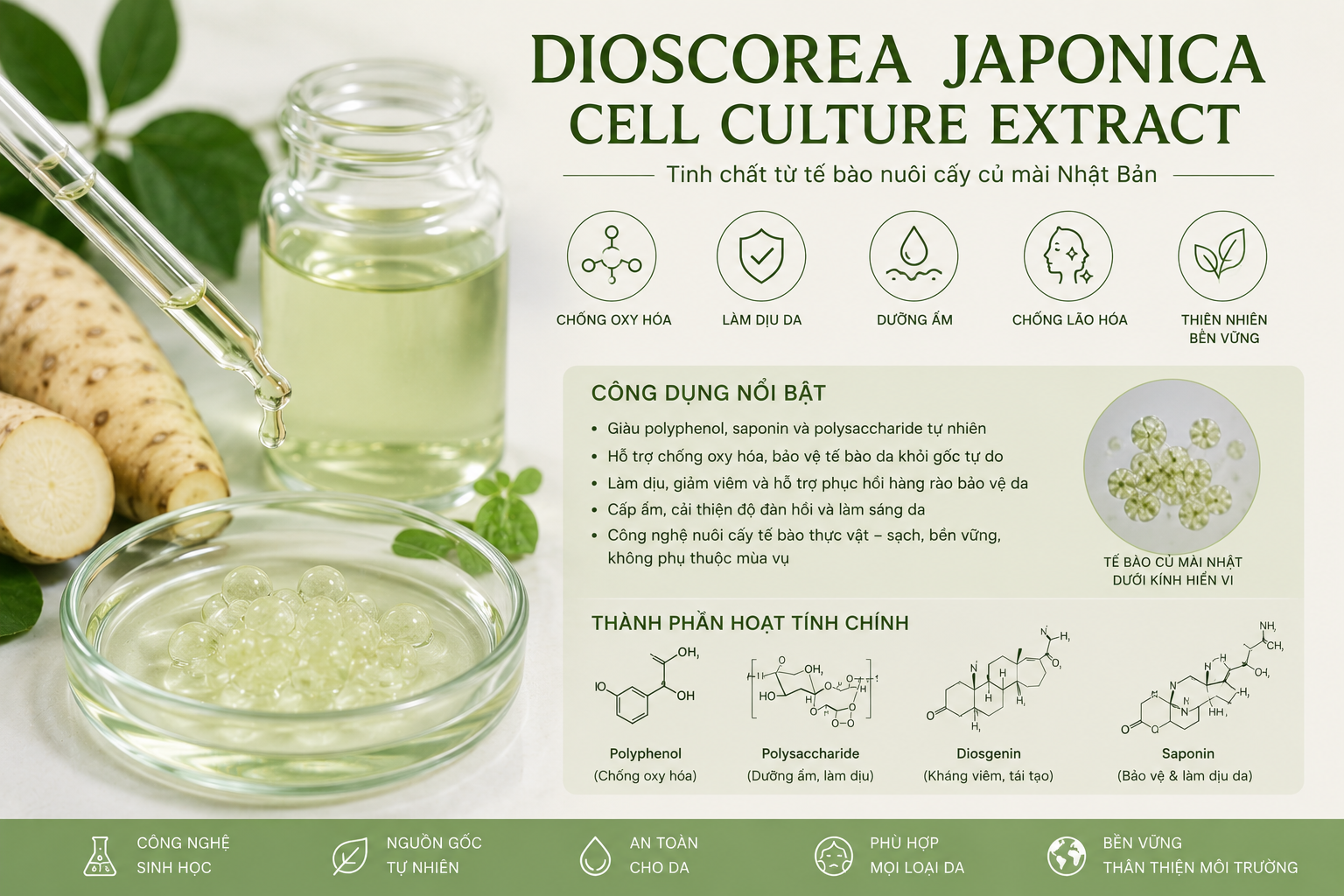 Dioscorea Japonica Cell Culture Extract La Hoat Chat Gi Cong Dung Trong Duoc My Pham