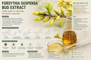Forsythia Suspensa Bud Extract La Hoat Chat Gi Cong Dung Trong Duoc My Pham