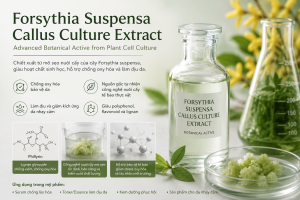 Forsythia Suspensa Callus Culture Extract La Hoat Chat Gi Cong Dung Trong Duoc My Pham
