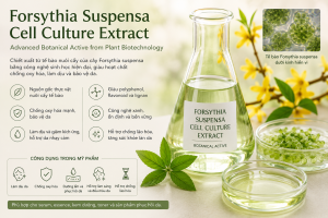 Forsythia Suspensa Cell Culture Extract La Hoat Chat Gi Cong Dung Trong Duoc My Pham