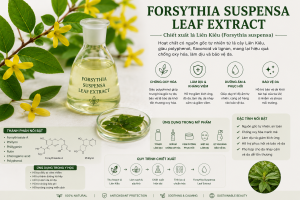 Forsythia Suspensa Leaf Extract La Hoat Chat Gi Cong Dung Trong Duoc My Pham