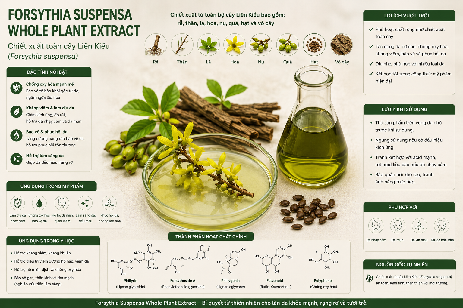Forsythia Suspensa Whole Plant Extract La Hoat Chat Gi Cong Dung Trong Duoc My Pham