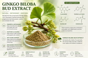 Ginkgo Biloba Bud Extract La Hoat Chat Gi Cong Dung Trong Duoc My Pham