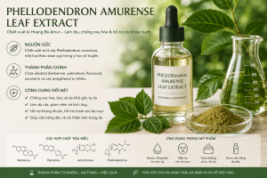 Phellodendron Amurense Leaf Extract La Hoat Chat Gi Cong Dung Trong Duoc My Pham