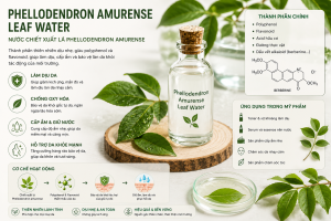 Phellodendron Amurense Leaf Water La Hoat Chat Gi Cong Dung Trong Duoc My Pham