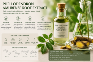 Phellodendron Amurense Root Extract La Hoat Chat Gi Cong Dung Trong Duoc My Pham