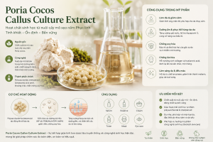 Poria Cocos Callus Culture Extract La Hoat Chat Gi Cong Dung Trong Duoc My Pham