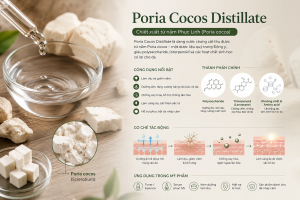 Poria Cocos Distillate La Hoat Chat Gi Cong Dung Trong Duoc My Pham